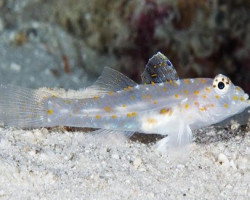 Fusigobius Pallidus M