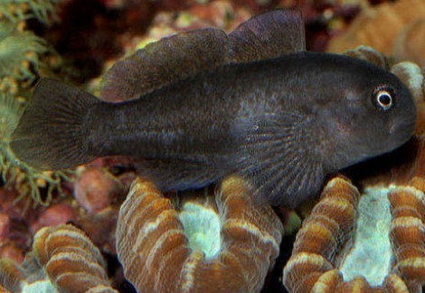 Gobiodon Acicularis M