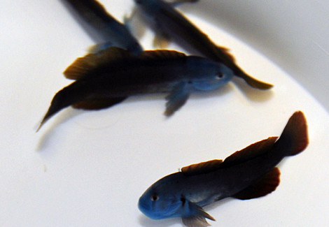 Gobiodon Spp. (Blue Head) M