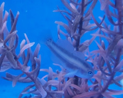 Gobiodon Unicolor M