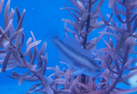 Gobiodon Unicolor M
