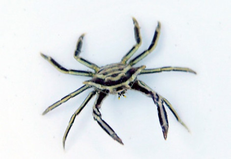 Harrovia Elegans M