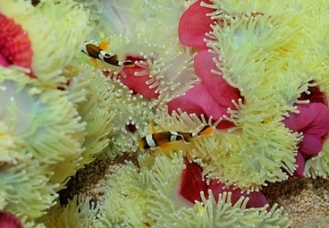 Heteractis Magnifica (White Tentacles) Ml