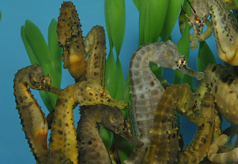 Hippocampus Abdominalis - Djm Allevato Europa (Temperate Water) S