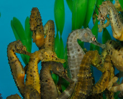Hippocampus Abdominalis (Pair) - Allevato Europa (Temperate Water) Xl