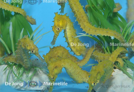 Hippocampus Barbouri - Allevato Europa  M