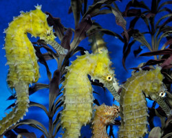 Hippocampus Barbouri - Djm Allevato Europa M