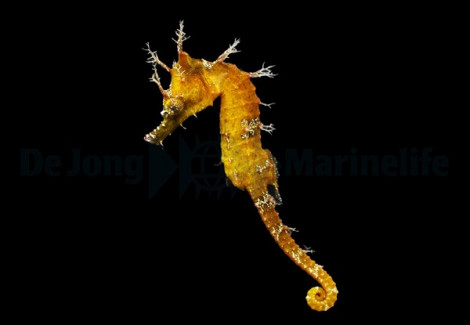 Hippocampus Erectus (Yellow) - Djm Allevato Europa M