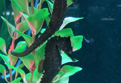 Hippocampus Whitei - Allevato Europa  M