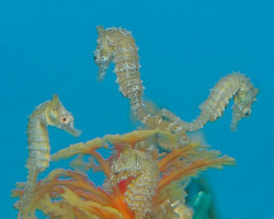 Hippocampus Zosterae - Djm Allevato Europa M