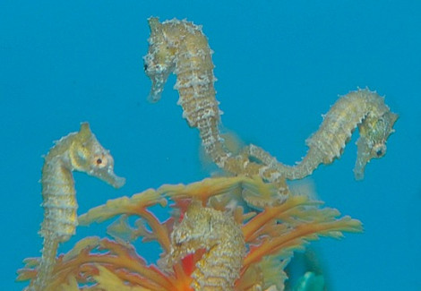 Hippocampus Zosterae - Djm Allevato Europa M