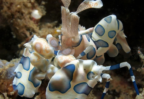 Hymenocera Elegans M