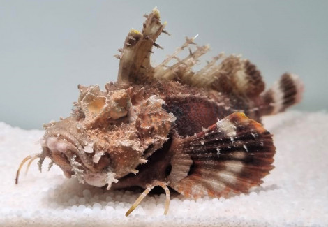 Inimicus Didactylus Ml