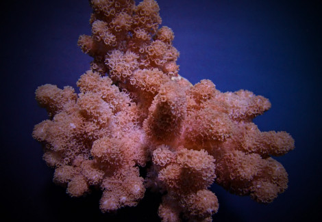 Klyxum Spp. (Colt) M