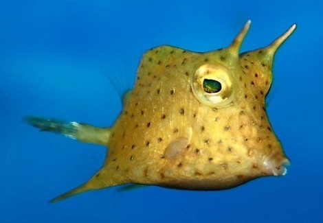 Lactoria Cornuta S