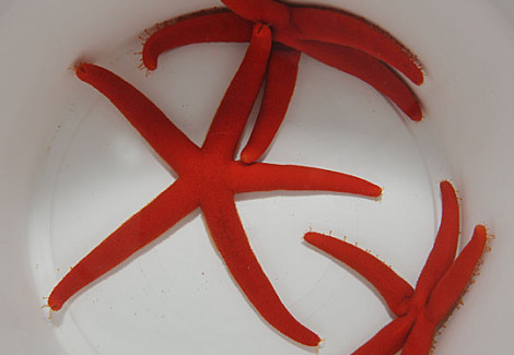 Linckia Spp. Ml