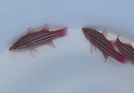 Liopropoma Susumi M