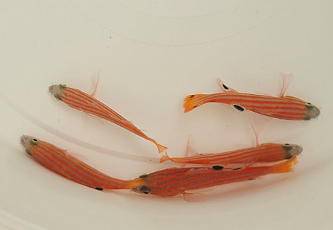 Liopropoma Swalesi M