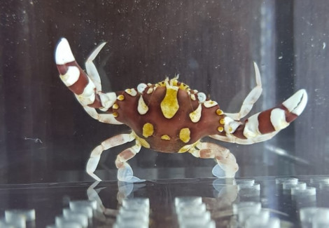 Lissocarcinus Laevis M