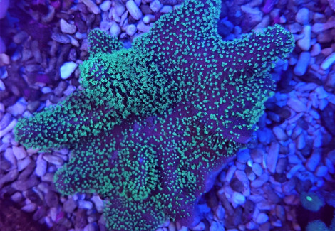 Lobophytum Spp. Fluor Green S