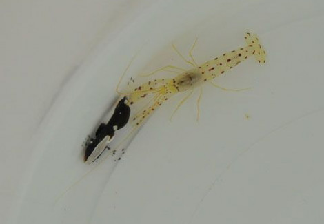 Lotilia Klausewitzi + Alpheus Rubromaculatus Ml