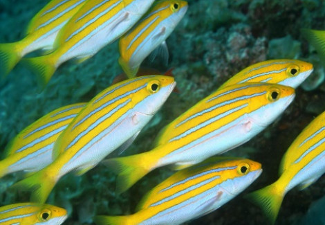 Lutjanus Bengalensis Ml