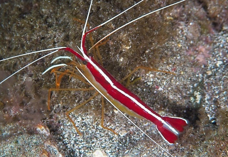 Lysmata Grabhami Ml