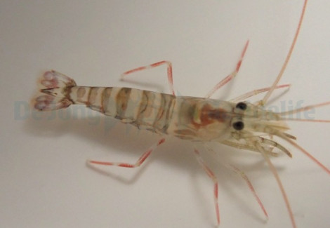 Lysmata Kuekenthali M