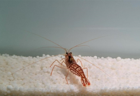 Lysmata Vittata M