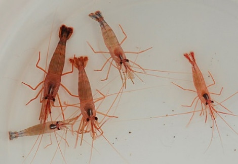 Lysmata Wurdemanni S