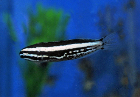 Meiacanthus Kamoharai - Allevato Europa M