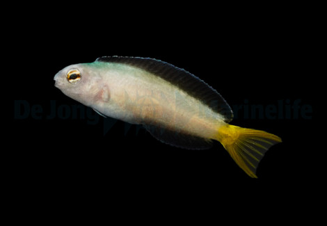 Meiacanthus Mossambicus - Djm Allevato Europa M
