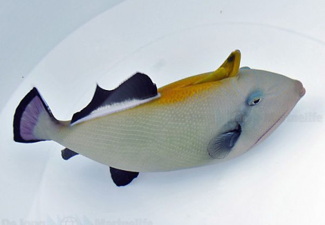 Melichthys Indicus L