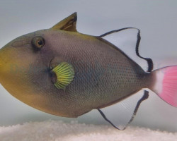 Melichthys Vidua M