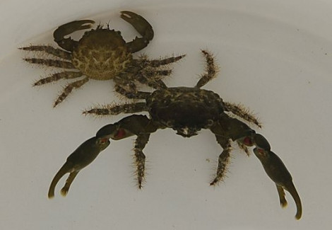 Mithraculus Sculptus M