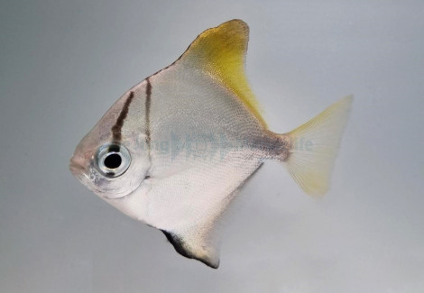 Monodactylus Argenteus - Allevato Europa M