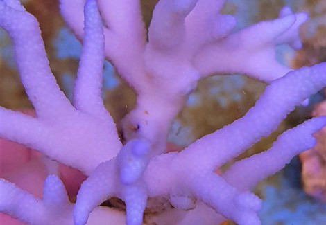 Montipora Spp. (Branched) (Blue-Purple) Xs