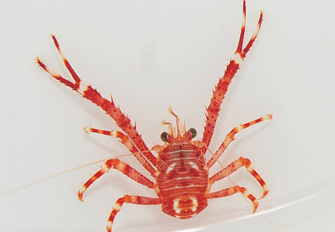 Munida Spp. M