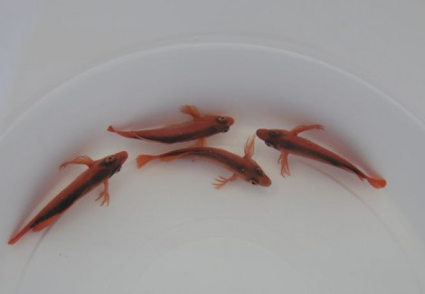 Neocirrhites Armatus M