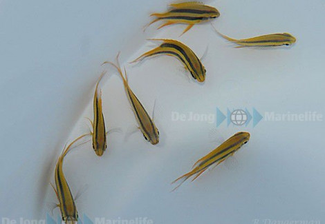 Neoglyphidodon Nigroris M