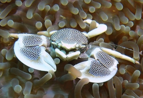 Neopetrolisthes Maculatus M