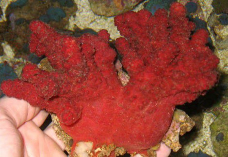 Nephthyiogorgia Spp. Ml