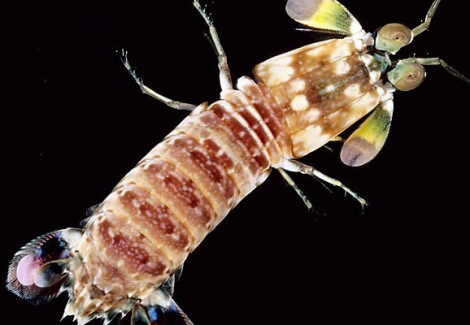 Odontodactylus Sp. S