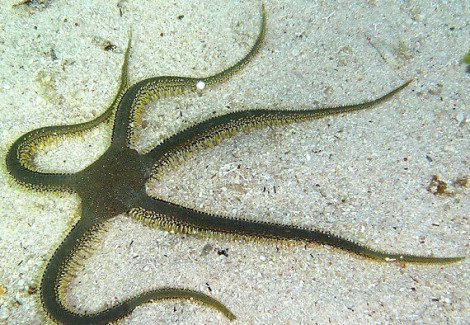 Ophiarachna Incrassata M