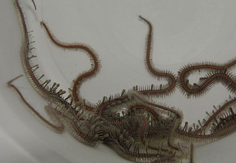 Ophiocoma Spp. M