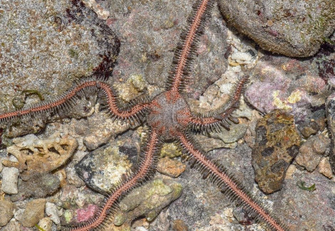 Ophiomastix Annulosa M