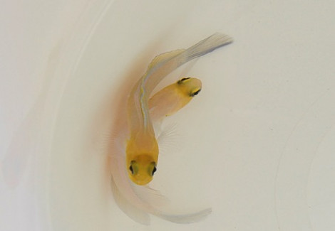 Opistognathus Aurifrons M