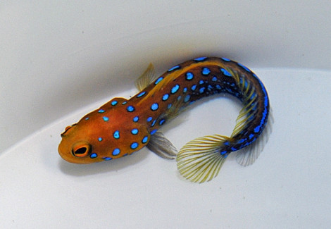 Opistognathus Rosenblatti - Djm Allevato Europa M