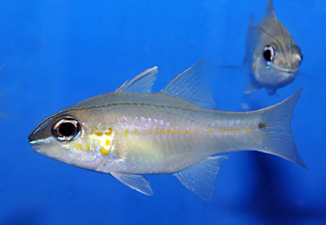 Ostorhinchus Chrysopomus M