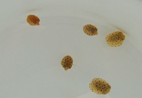 Ostracion Cubicus S